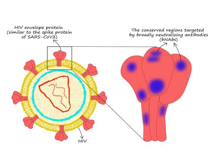 HIV envelope proteins and the regions targeted by the broadly neutralizing antibodies (bNAbs). © Sunaina Rao HIV envelope proteins
