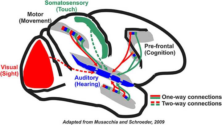 The brain contains different regions (indicated in different colours). One of the main regions that gets activated when we play music is the auditory region. This region, being well-connected to other regions such as the visual region and cognitive region, may also get activated while playing music. Credit: Musacchia G and Khalil A (2020) [10.3389/frym.2020.00081] [CC 4.0](https://creativecommons.org/licenses/by/4.0/).
