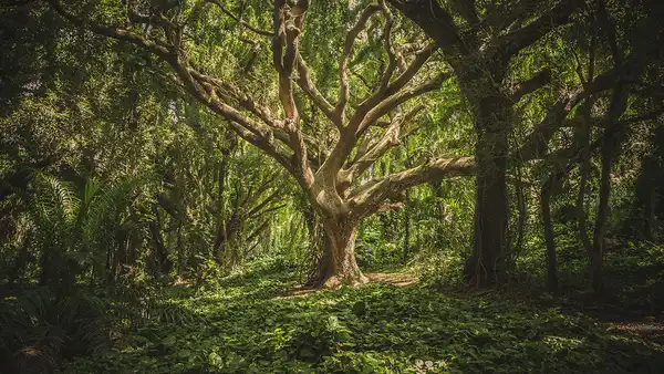 Researchers found that about 36.5% of all land plants on Earth are rare (infrequently encountered). Credit: Unsplash.