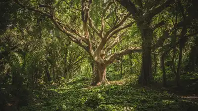 Researchers found that about 36.5% of all land plants on Earth are rare (infrequently encountered). Credit: Unsplash.