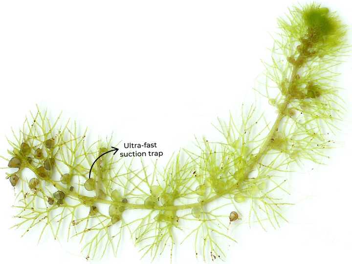 Suction traps in a *Utricularia* species. Credit: Adapted from Veledan, Public domain, via Wikimedia Commons. Suction traps in a *Utricularia* species. Credit: Adapted from Veledan, Public domain, via Wikimedia Commons.
