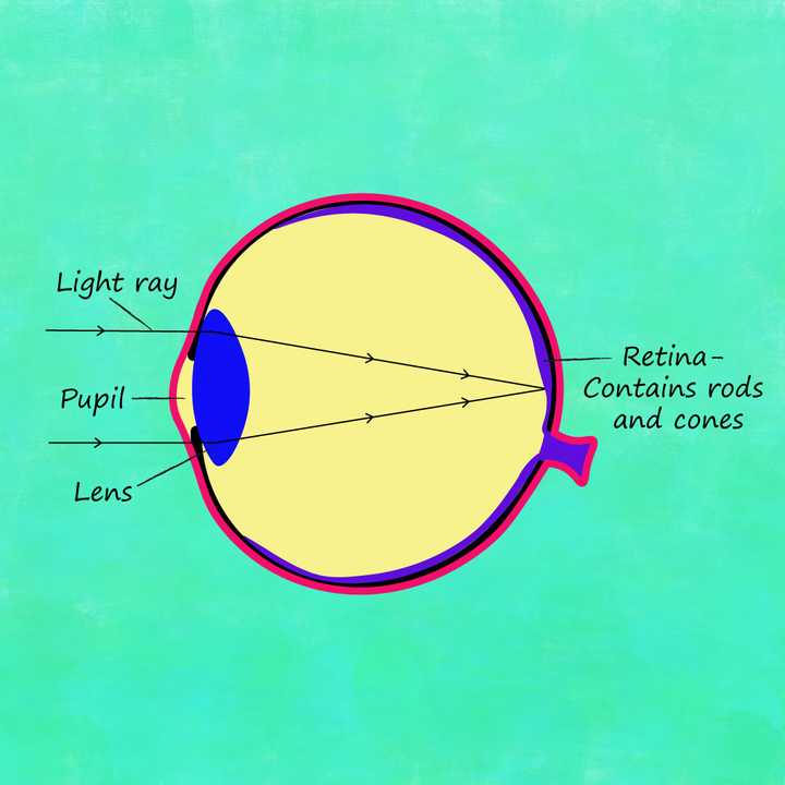 A simplified illustration of the human eye. © Sunaina Rao Human eye