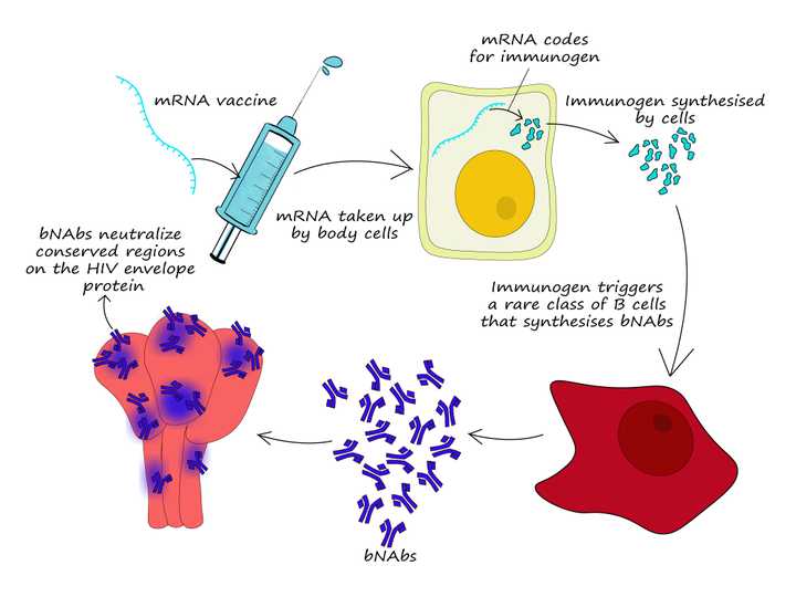 mRNA vaccine to trigger production of broadly neutralizing antibodies (bNAbs). © Sunaina Rao mRNA vaccine