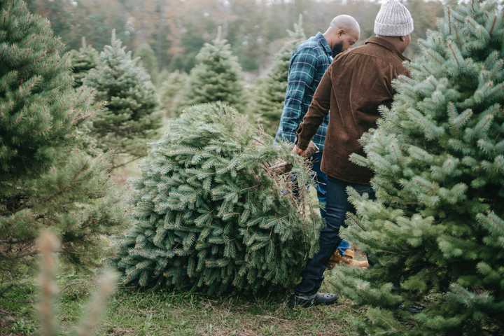 Purchasing trees for Christmas. Photo by Any Lane from Pexels. Purchasing trees for Christmas