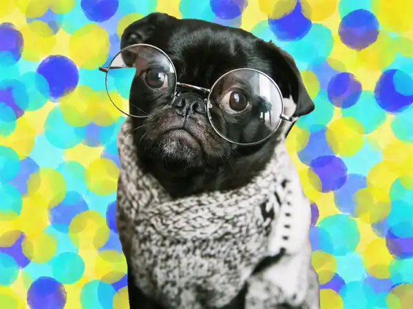 Dogs can have very different visual abilities when compared to humans. © Sunaina Rao