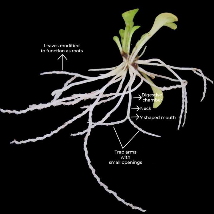 Eel traps in a *Genlisea* species. Noah Elhardt, CC BY-SA 3.0, via Wikimedia Commons. Eel traps in a *Genlisea* species. Noah Elhardt, CC BY-SA 3.0, via Wikimedia Commons.