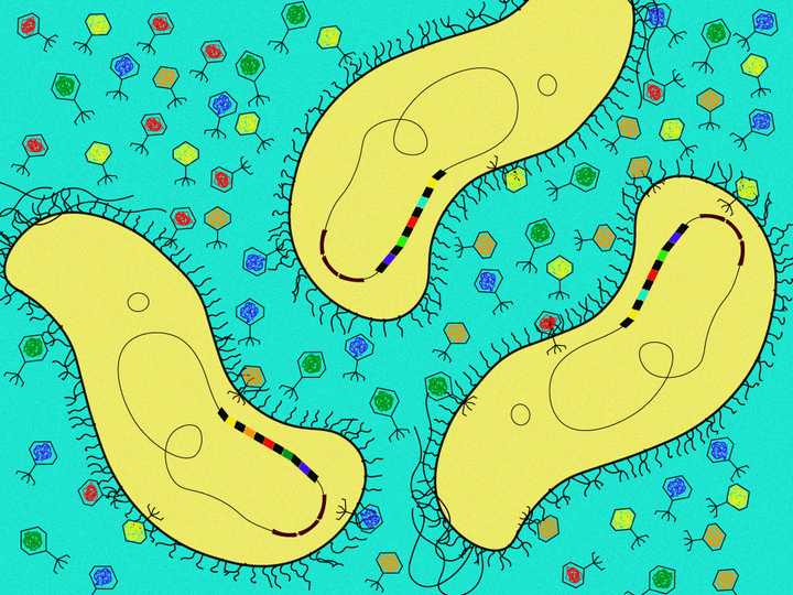 The spacer sequences were largely obtained from bacteriophages (viruses that infect bacteria). The CRISPR sequences were always seen to be accompanied by genes that code for Cas proteins (sequences in brown). © Sunaina Rao. Spacer sequences in the CRISPR loci are largely obtained from bacteriophages.